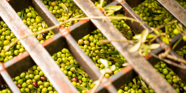 Méthodes de récolte des olives