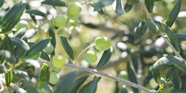 Gaudea empieza la recogida de aceitunas  para la elaboración de su aceite de oliva  virgen extra de arbequina