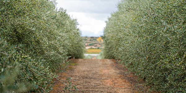 Todo lo que debes saber sobre el Aceite D`Arbequina