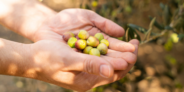 Descubre cómo producimos nuestro aceite de oliva virgen extra